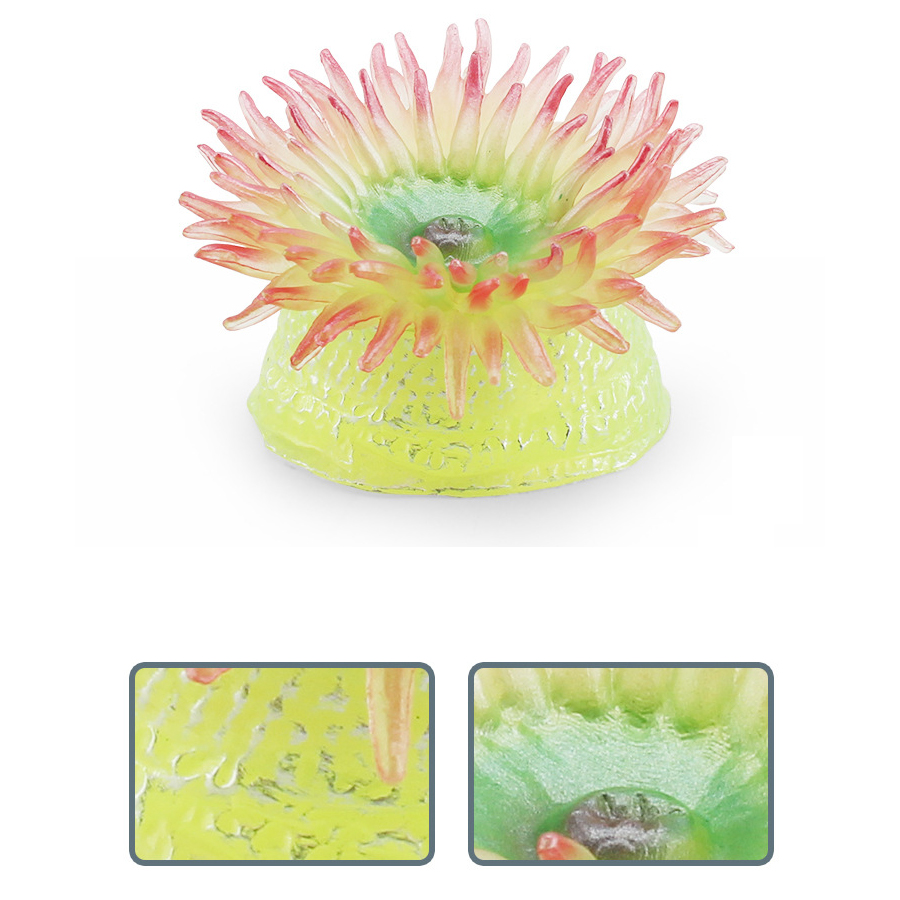 Anémones marinos de Coral real - Marine Coral reseña y precio