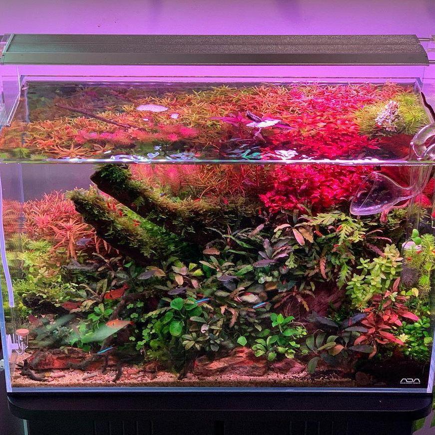 WEEK AQUA Luz LED Vívida para  - Reef Lighting reseña y precio